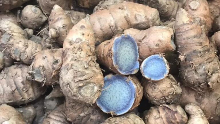 सर्दियों में इम्यूनिटी बूस्टर है काली हल्दी, जानें सही इस्तेमाल