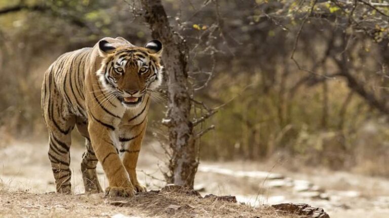 संजय टाइगर रिजर्व में लक्ष्मी की मस्तानी चाल, मॉर्निंग सफारी करने निकले पर्यटक रोमांचित