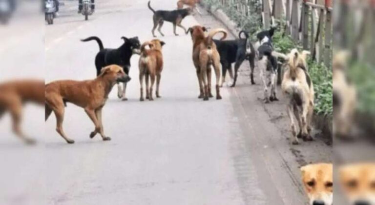 300 आवारा कुत्तों की बेरहमी से हुई हत्या, सरपंचों और अधिकारियों पर लगे गंभीर आरोप