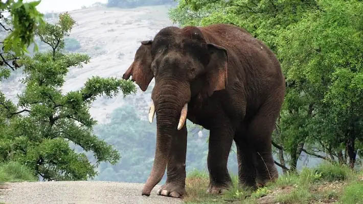 झारखंडः बोकारो में हाथियों ने एक ही परिवार के 3 लोगों को कुचलकर उतारा मौत के घाट… दो घायल
